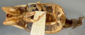 Media type: image; Entomology 8803   Aspect: habitus ventral view